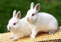 十二生肖运程_中人性情忠厚乐观的人