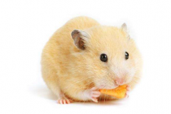 生肖算命_大师解说自身运气好的4大生肖!(运势)