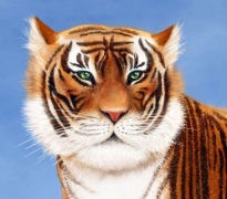 生肖运势_八月末容易吸引异性的目光的生肖(爱情)