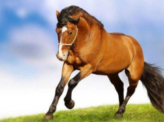 属相运势_测算这3生肖前有贵人后有财运乐开花(生肖)