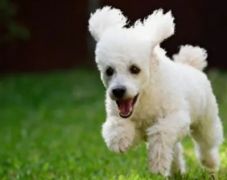 生肖算命_大师解析未来7天喜鹊报喜进家门的属相人(喜讯)