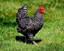 属相运势_9月开始日有望改运的四大生肖（改运）