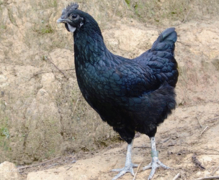 运势测算_如果抓牢此番好运铁定发大财的生肖人（财运）