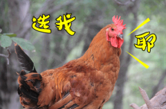 运势测算_9月开始运势逐渐回升赚横财数不尽的生肖人（财运）