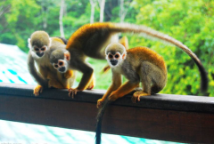 属相运程_受上天眷顾六亲呵护的三位生肖人(命运)