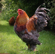 生肖运程_大师解说在9月_桃花是逐渐的盛开的生肖人（爱情）