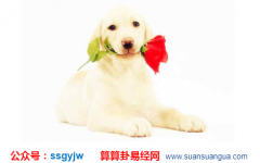 占卜算命_这位1982年属狗的人运势是怎样(财运)