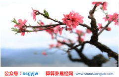 测桃花运_2020年10月男女情缘桃花提前报（算命）