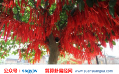 占卜算命_大师浅谈会给老婆温馨幸福的婚姻生活的男生八字（婚姻）