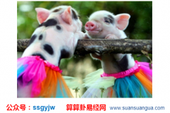 财运算命_不一样季节出生的属猪的人财运（算命）