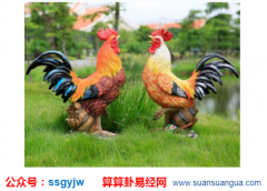 解读易经_属鸡的卯时出生命运怎样?(算命)