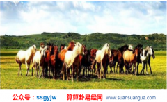 易经讲解_属马的丑时出生命运好吗？（算命）