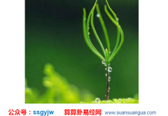 八字命理_分析喜用神土怎么补土（命理）