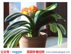 转运方法_大师提醒在屋里面放这些植物可以促进夫妻关系（改运）