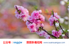 爱情算命_分析有烂桃花的女命八字什么样（桃花）