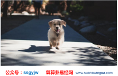 中国周易_戌狗的称呼是怎么来的？（算命）