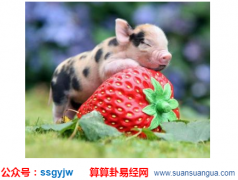 图解易经_属猪的人助运方式（算命）