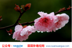 易经占卜_大师从八字看哪些人会有桃花劫(八字)