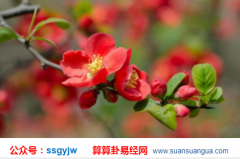 合八字算命_大师通过八字看你命中是否会有烂桃花（算命）