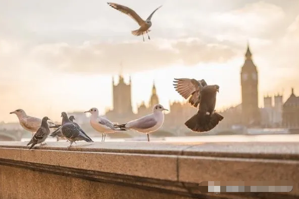 1603952623113453.png image.png