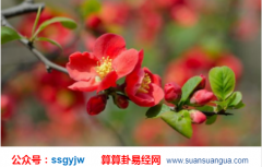 四柱算命学_分析月柱有亡神又遇合局者的桃花运如何（桃花朵朵）