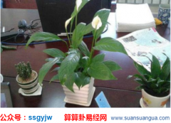 风水专家_浅谈要生财挡灾的几种植物（风水）