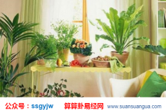 风水命理_大师浅谈哪些树种在家中会人穷家败（民间）