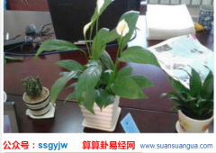 风水摆件_大师浅谈枯死的发财树若不处理会对户主有何影响（树）