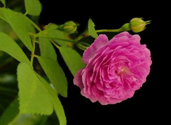 1606234032177290.png image.png