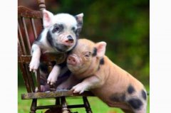 易经算命：37岁属猪今年的运气 2021年变努力易成功