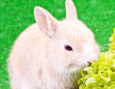 命理算命：生肖属兔在什么行业发展好 个性柔和适合坐办公室