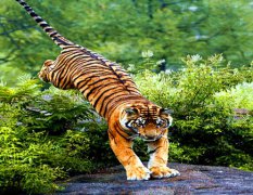 周易算命算命​​：1998年属虎是什么命女 土虎之命晚景德高望