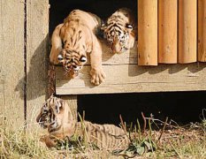 虎爸爸和虎妈妈生什么宝宝好 在线算命婚姻