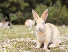 在线算命婚姻​：1999年属兔多大结婚好 30岁结婚一切刚好