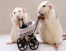 2021年属鼠人较佳合作伙伴 周易与算命​