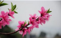 八字口诀之桃花篇 在线姻缘算命