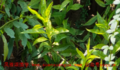 五行八字：十天干信息歌诀意思