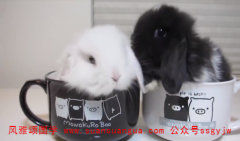 易经在线算命：1963年属兔的是什么命 一生命运发展