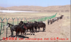 易经与周易：1978年属马多少岁2021 全年综合运势不理想