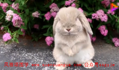 周易算命算命：87年属兔2021年运势 金钱运势有波折