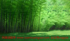 在线五行测算：杨柳木命之人的运势特征