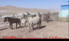 命理算命：2021年属马女运程 害太岁各方面受损