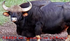 命理算命:97年的牛过了23岁会越来越好 佩戴三合六合饰品