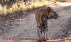 易经算命:86年属虎人较穷不过36岁 转运年份运势大升