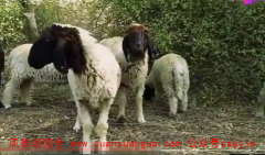 易经与周易：属羊2021年二月运势