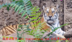 易经八卦：2021年2月17日需要注意的属相有哪些