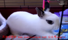 易经与周易：2021年3月5日需要注意的属相有哪些