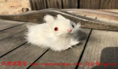 周易易经：2021年属兔的运势和财运不佳 没有太大的起色