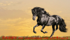 测生辰八字:十二生肖属马和狗火土相生属相明合忠诚对待感情