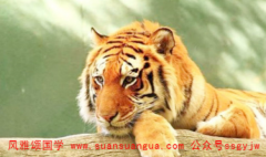 在线八字算命_生肖属虎人98年生2021整体运势平稳提防第三者